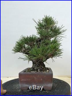 Japanese Black Pine Bonsai Shohin Nishiki