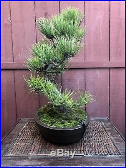 Japanese Black Pine Bonsai Specimen