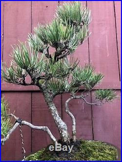 Japanese Black Pine Bonsai Specimen