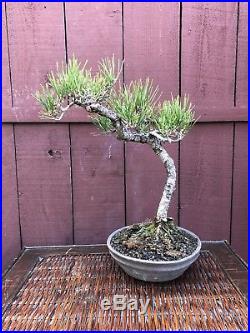 Japanese Black Pine Bonsai Specimen Pinus thunbergiana