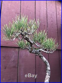 Japanese Black Pine Bonsai Specimen Pinus thunbergiana