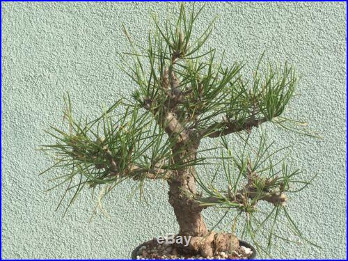 Japanese Black Pine Bonsai Stock(4pn1129st)larger Pine