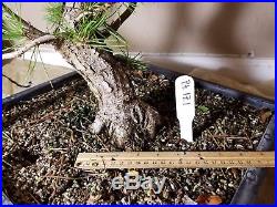 Japanese Black Pine Bonsai Training Stock. Curvy Trunk, Good Nebari. P. T. 17.1
