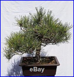 Japanese Black Pine Bonsai Tree