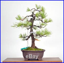 Japanese Black Pine Bonsai Tree 1722