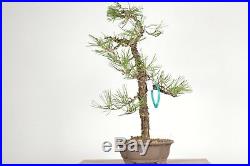 Japanese Black Pine Bonsai Tree 1724