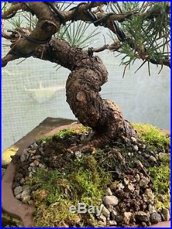 Japanese Black Pine Bonsai Tree #2