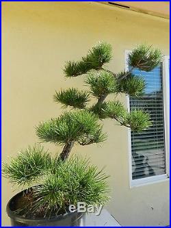 Japanese Black Pine Bonsai Tree, HOLIDAY SALE