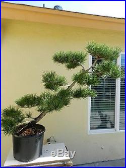 Japanese Black Pine Bonsai Tree, HOLIDAY SALE
