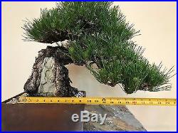Japanese Black Pine Bonsai Tree Pinus Thunbergii