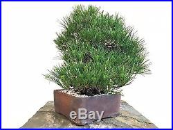 Japanese Black Pine Bonsai Tree Pinus Thunbergii