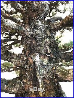 Japanese Black Pine Bonsai Tree Pinus thunbergii