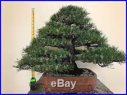Japanese Black Pine Bonsai Tree Pinus thunbergii