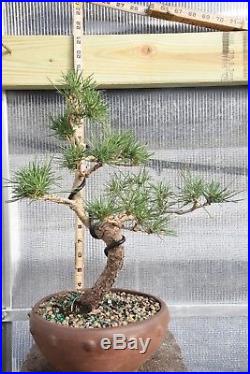 Japanese Black Pine Bonsai Tree Pre Bonsai