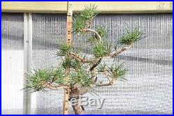 Japanese Black Pine Bonsai Tree Pre Bonsai