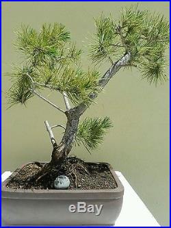 Japanese Black Pine Bonsai Tree, SALE