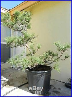 Japanese Black Pine Bonsai Tree, SALE