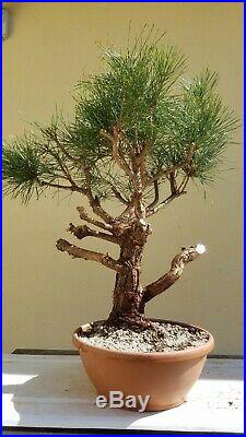 Japanese Black Pine Bonsai Tree, Sale