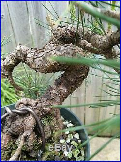 Japanese Black Pine Exposed Root Flakey Bark Shohin Pre-Bonsai Pinus