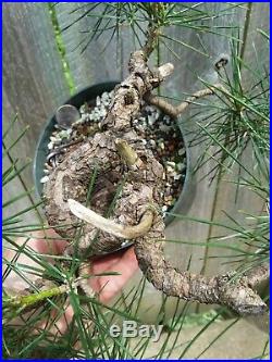 Japanese Black Pine Exposed Root Flakey Bark Shohin Pre-Bonsai Pinus