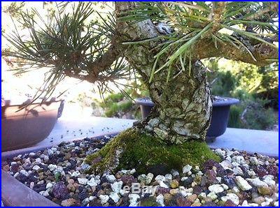Japanese Black Pine Pine Bonsai Shohin Bonsai Specimen Bonsai