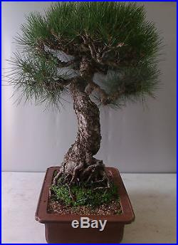Japanese Black Pine (Pinus Thunbergii)