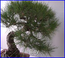 Japanese Black Pine (Pinus Thunbergii)