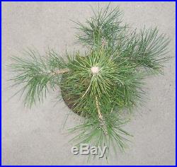 Japanese Black Pine Pre Bonsai Dwarf Kifu Big Fat Trunk Nice Nebari Pinus