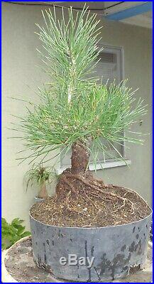 Japanese Black Pine Pre Bonsai Dwarf Shohin Big Fat Huge Trunk Nice Nebari Pinus