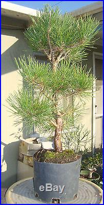 Japanese Black Pine Pre Bonsai Dwarf Shohin Big Fat Trunk