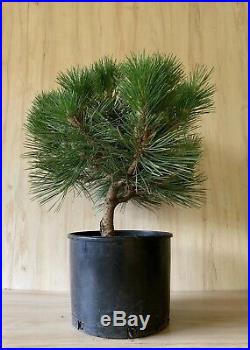 Japanese Black Pine Pre Bonsai Tree BIG Thick Trunk Pinus Thunbergii Compact HTF