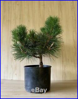 Japanese Black Pine Pre Bonsai Tree BIG Thick Trunk Pinus Thunbergii Compact HTF
