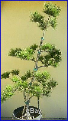 Japanese Black pine Bonsai tree
