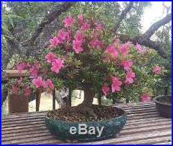 Japanese Bonsai Azalea Tree