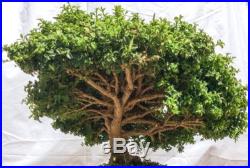 Japanese Bonsai Kingsville Dwarf Boxwood Tree Boxus Micro Philla FREE SHIPPING