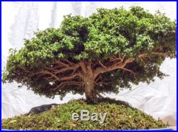 Japanese Bonsai Kingsville Dwarf Boxwood Tree Boxus Micro Philla FREE SHIPPING