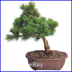 Japanese Bonsai Large Five Needle Pine Live Tree Plant Garden 5 Years Best Gift