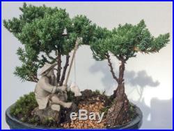 Japanese Bonsai Tree Juniper Dwarf Forest Fishing