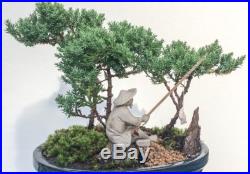 Japanese Bonsai Tree Juniper Dwarf Forest Fishing