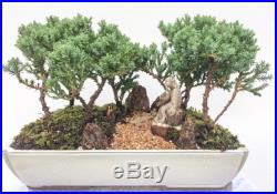 Japanese Bonsai Tree Juniper Dwarf Juniper Woods