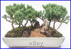 Japanese Bonsai Tree Juniper Dwarf Juniper Woods
