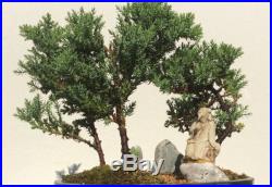 Japanese Bonsai Tree Juniper Dwarf Peaceful Forest
