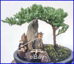 Japanese Bonsai Tree Juniper Dwarf The Fisherman
