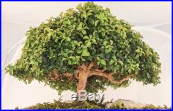 Japanese Bonsai Tree Kingsville Boxwood Rare