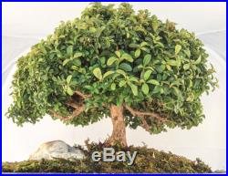 Japanese Bonsai Tree Kingsville Boxwood Rare
