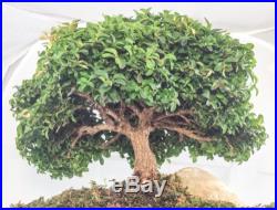 Japanese Bonsai Tree Kingsville Boxwood Rare FREE SHIPPING