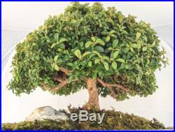 Japanese Bonsai Tree Kingsville Boxwood Rare FREE SHIPPING