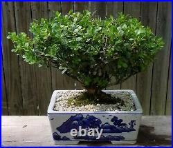Japanese Boxwood bonsai. Porcelain blue and white 12 ceramic pot. Old tree