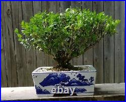 Japanese Boxwood bonsai. Porcelain blue and white 12 ceramic pot. Old tree