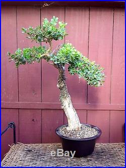 Japanese Boxwood bonsai specimen